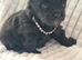 Pomchi Girls