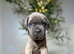 Health tested cane corso puppies from champion pedigree