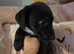 Germanshepard x staffy puppies (Ready)