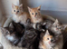 Sweet TICA register kitten &zwj;