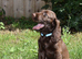Ready Now Kc Reg Show Type Cocker Spaniel