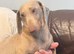 Miniature dachshund Isabella tan