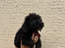 Jackapoo puppies ready to leave