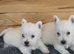 Beautiful west highland terrier puppies for sale