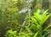 Tropical Molly's and plants