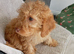 Male cockerpoo