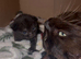 Sphynx cross ragdoll black/dark brown kitten girl