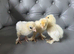 3 x 1 week old Rare Sultan chicks