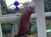 HAND-REARED GALAH COCKATOO – LOVELY FRIENDLY BABY