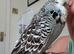 Super Tame Exhibition Budgie