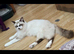 Beautiful 2-Year-Old Bicolour Girl Looking for a Loving Pet Home