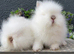 Stunning purebred lionheads available now