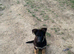 5 stunning German Shepherd puppies