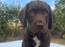 ️Beautiful litter of Spanador Puppies.