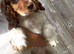 Sad sale of our show spaniel