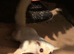 Sugar gliders