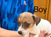 We have 4 beautiful miniature jack russell puppies