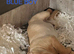 Beautiful Mixed litter of yellow labradors READY NOW