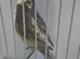 BEAUTIFUL PAIR SISKIN MUTATION COLOUR