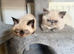 Seal Point Female Available