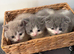 British Shorthair Cross (Scottish Fold)