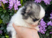 Stunning true to type Pomeranians! Kc reg