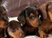 Stunning Miniature Dapple Dachshund Puppies