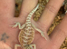 12 week old bearded dragon