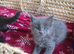Maine coon kittens