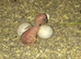 Breeding pair Indian ringnecks