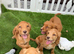 One female golden cocker spaniel.