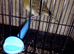 beautiful pair of canaries