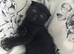 Scottish fold and straight kittens