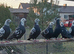 RARE TIGER GRIZZLE RACING PIGEONS
