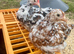 Pekins and marsbar chickens