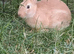 Baby Rabbits Ready for Their Forever Homes