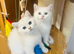 Beautiful kittens looking for Love