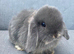 Mini lops (2 boys 1 girl)
