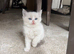 Beautiful Ragdoll Kittens – 3 Females & 2 Males