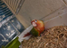 Coming Soon Red Factor handreared Conures! £349