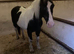 Cob mare for sale
