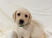 6 gorgeous Labrador retrievers