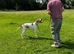 English pointer male 1 year old