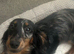 Kc Dapple long hair mini Male puppy