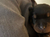 Puppies