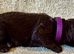 Irish Water Spaniel Litter Just 1 Girl left