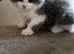 4 Beautiful Scottish Fold Kittens
