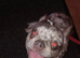 Full fluffy frenchie -reduced 1700