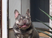 Nova 4 year old Frenchie