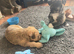 Westie cross Yorkshire terrier male puppies